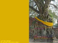 ワット・プラ・マハタート(WAT PHRA MAATHAT)の菩提樹に埋もれた仏像。撮影時には座ること。　撮影場所：アユタヤ、タイ
