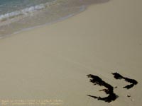 砂浜と海草　撮影場所：宮古島、日本