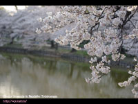万代池とソメイヨシノ( Cherry blossoms ) 撮影場所：万代池 、帝塚山(OSAKA)