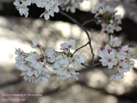 夜桜( Cherry blossoms in the evening ) 撮影場所：万代池 、帝塚山(OSAKA)